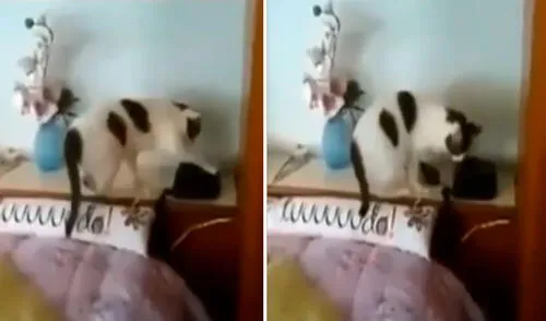 Una mujer ingresó a su habitación; sin embargo, se llevó una sorpresa al descubrir que su gato ‘contestó’ sus llamadas telefónicas. Foto: captura de TikTok TikTok viral: gatito aprende a 'contestar llamadas' y video grabado por su dueña se hace viral
