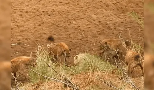 Vía Facebook: manada de hienas ataca a león y este se salva como en la película 'El Rey León' [VIDEO]