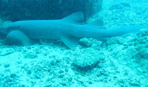 YouTube: peligroso momento en que tiburón se acerca a orilla de Miami Beach [VIDEO]