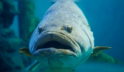 Vía Facebook: meros gigantes pelean por devorar carnada que niño les ofreció [VIDEO] 