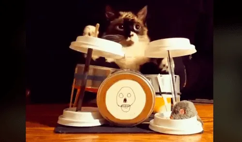 Facebook: dueño juega con su gato al intentar que toque la batería como si fuera 'estrella de rock' [VIDEO] 
