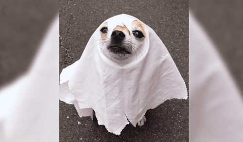 Facebook: Perrito llora porque lo disfrazaron de fantasma para Halloween [VIDEO]