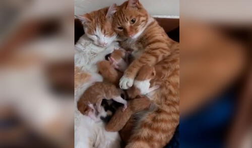 Facebook viral: joven descubre que sus gatos tuvieron crías y estos se lo ‘presentan’ [VIDEO]
