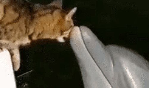 Facebook: gato y delfín protagonizan tierna escena de amor al darse muchos besos [VIDEO]