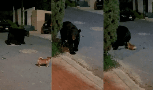 Valiente chihuahua se enfrenta y hace huir a oso que paseaba por vecindario