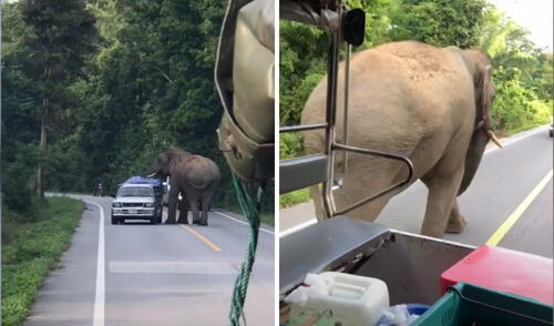 ¿Elefante policía?: video del gran animal 'deteniendo' autos impresiona en YouTube