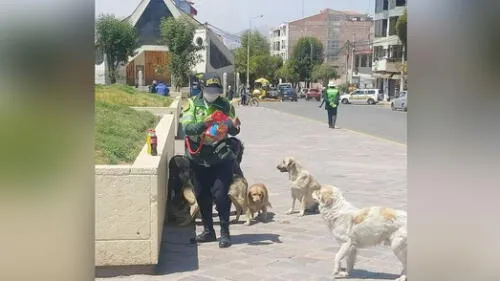 Policía se dispone a alimentar a los canes que la rodean en Cusco.