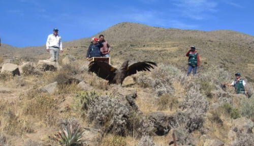 Cóndor Wayra Cóndor Wayra