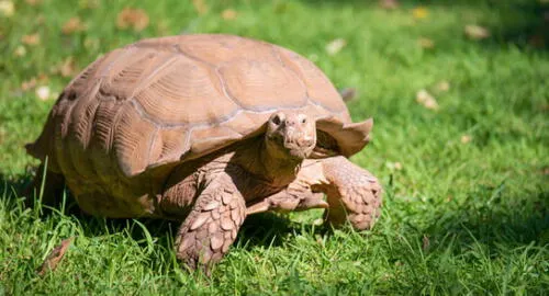 Alagba pesaba unos 100 kilos. Foto: Referencial