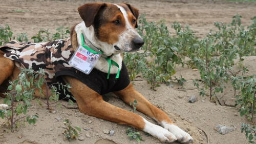 Todos llevan de apellido Villa Buitrón en sus acreditaciones