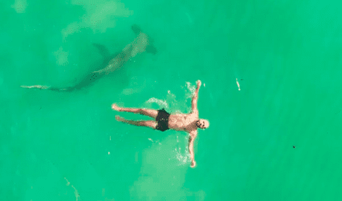 "No tenía forma de advertirle", comentó el dueño del vehículo aéreo. Foto: jasonmac7 / Instagram Drone capta a un enorme tiburón rodeando a un distraído nadador