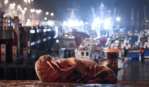 Animal llegó al puerto un día antes del evento de Año Nuevo. Foto: SWpix.Com/ Will Palmer morsa