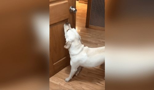 Facebook viral: perro ayuda a su dueño en las tareas del hogar y demuestra sus habilidades [VIDEO]