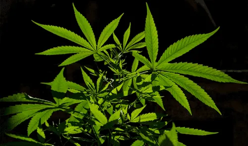 Estudio revela cómo el cannabis puede ser útil para prevenir el cáncer de colon