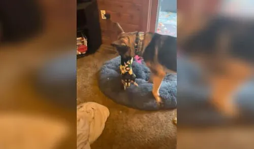 TikTok viral: perro ve que su ‘amiga’ tiene disfraz de taco e intenta 'comérselo'