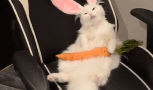 YouTube viral: realiza "experimento" que une a gato con conejo y el resultado es desconcertante [VIDEO]