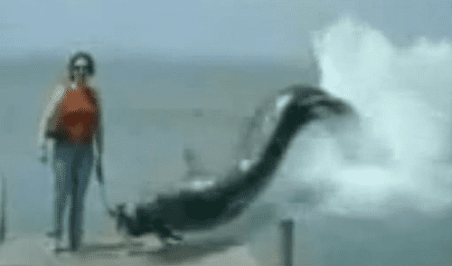 Facebook viral: así se hizo el viral de la anguila devorando un perro [VIDEO]