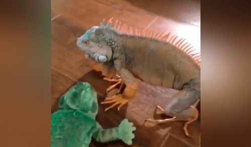 Facebook viral: Iguana se confunde de rival y lo somete a duros golpes; desenlace es cómico [VIDEO] 