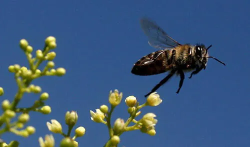 Facebook: Captan a dos insectos teniendo sexo en una ventana Facebook: Captan a dos insectos teniendo sexo en una ventana