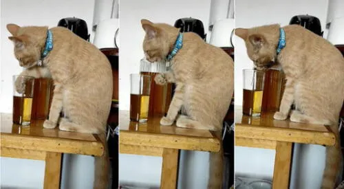 Gato ‘toma’ mientras escucha ‘Cervecero yo soy’ de Armonía 10