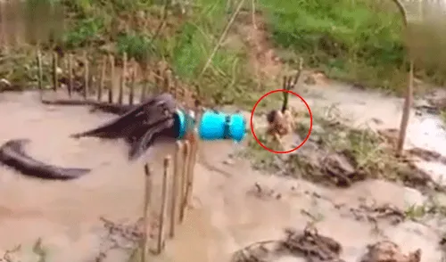 Facebook: Granjero detuvo a anaconda que se iba a devorar un pollo con increíble truco