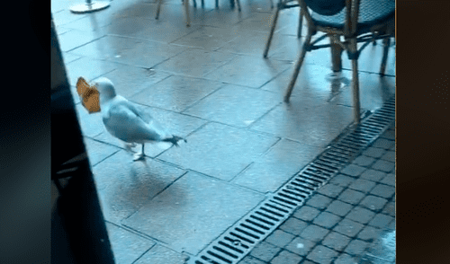 Gaviota ingresa de forma sigilosa a una cafetería para coger una bolsa de comida