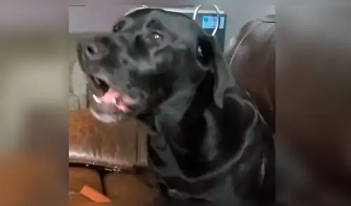 Youtube viral: Perro cumpleañero se une al canto de su dueña y conmueve a las redes [VIDEO]