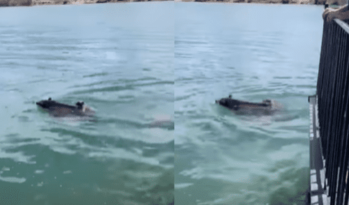 Mamá osa se lanza a un lago para rescatar a su cría de morir ahogado [VIDEO]