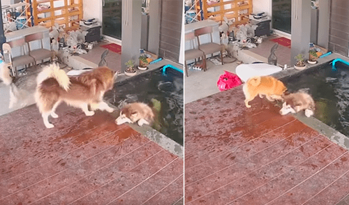 YouTube viral: perro hace lo imposible para salvar su vida, luego de caer a un estanque de agua [VIDEO]