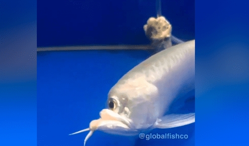 YouTube viral: atrapa extraño pez ‘cíclope’ y su aspecto deja aterrados a miles