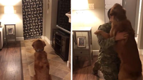 Facebook: Soldado regresa a casa luego de 2 años y reacción de su perro sorprende a todos