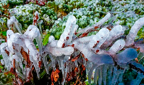 Seguros agrarios. Seguros agrarios.