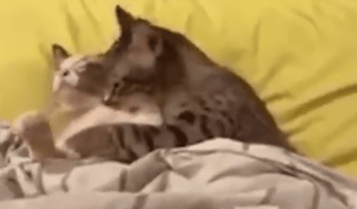 Facebook: gato se pone romántico con su pareja, pero solo recibe cruel indiferencia [VIDEO]