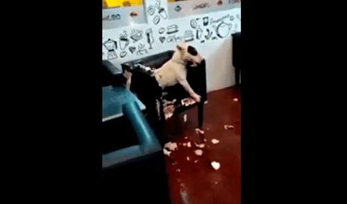Facebook viral: perro enloquecido es detenido por la policía tras causar destrozos en heladería [VIDEOS]