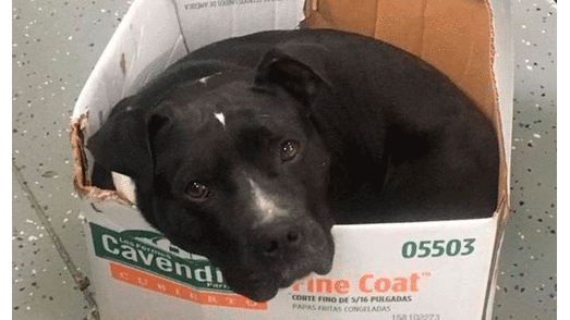 Perro fue rescatado de las calles, pero quiere seguir durmiendo en una caja de cartón