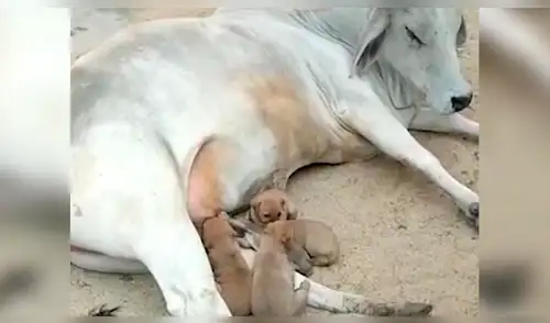 Facebook: vaca conmueve a las redes al adoptar a cachorros que quedaron huérfanos [VIDEO]