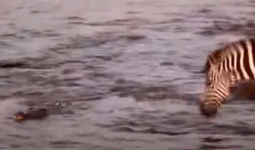 La cebra logró llegar a la orilla pese a los ataques de los cocodrilos. Foto: Captura/YouTube/Animal and Pet World La cebra logró llegar a la orilla pese a los ataques de los cocodrilos. Foto: Captura/YouTube/Animal and Pet World