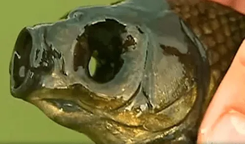 YouTube: ¿Pescador captura a extrañas especies en río de Chérnobil?