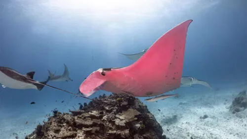 Fotógrafo se sumerge en el fondo del mar y sin querer halla una hermosa mantarraya rosada  [FOTOS]
