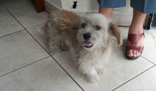 Facebook: mujer quiere sacrificar a su mascota porque está ‘muy viejita’ y no quiere cuidarla