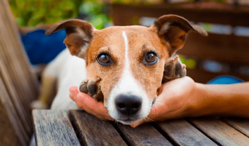 Perros reconocen cuando una persona es buena o mala, según estudio