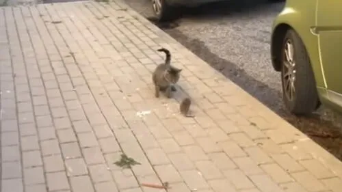 Facebook: ratón "karateka" dio una gran lección a un hambriento gato