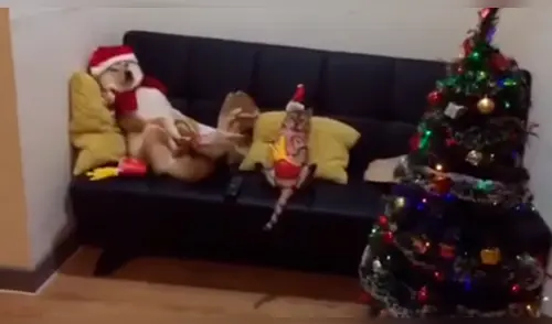 Facebook: Joven armó el árbol de Navidad y sus mascotas tuvieron inesperada reacción