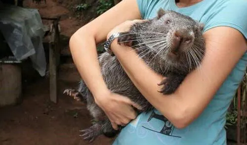 animales zoologico machetero