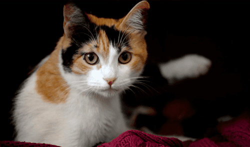 Día internacional del gato: ¿Por qué le dedicamos 24 horas del año a estos pequeños felinos? Día internacional del gato: ¿Por qué le dedicamos 24 horas del año a estos pequeños felinos?