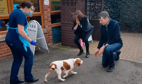 La perrita fue hallada gracias al microchip que poseía. Foto: Ben Hardy / YouTube Perrita se emociona al ver a sus dueños 6 años después de haber sido robada