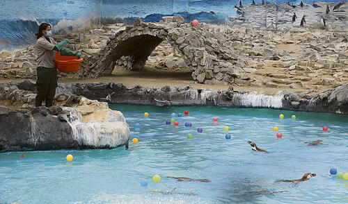 pinguinos parque de las leyendas