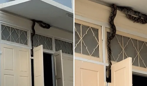 Escolares quedan sorprendidos al hallar gigantesca serpiente pitón intentando entrar a un salón