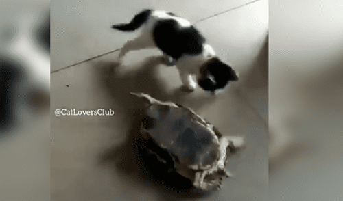 Facebook viral: gato tiene heroico ‘gesto’ con una tortuga y conmueve a todos [VIDEO]