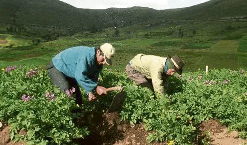 Sector agropecuario avanzó en 4,3% en el primer bimestre de este año